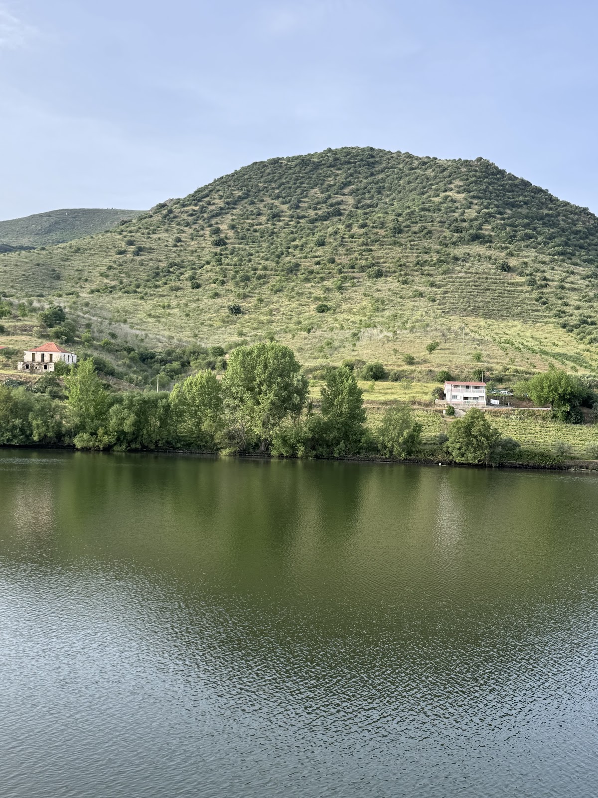 Terraced vineyards of the Douro reflected in the river